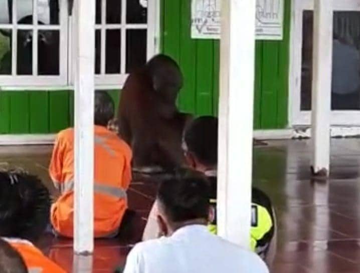 Viral Orangutan yang Masuk ke Musala Rupanya Terjadi di Kutim