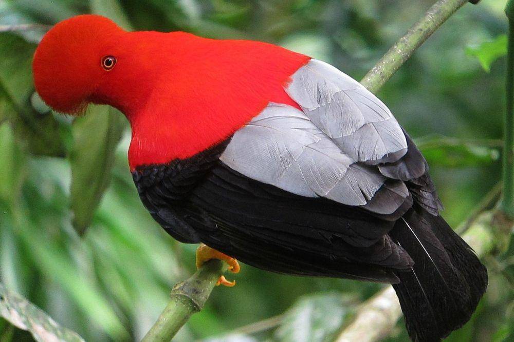 burung Andean cock of the rock bertengger di pohon (commons.wikimedia.org/Félix Uribe)