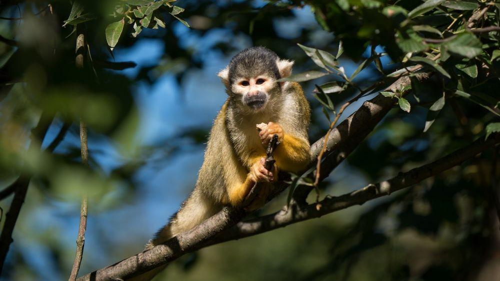 7 Fakta Squirrel Monkey, Primata Imut Asal Benua Amerika