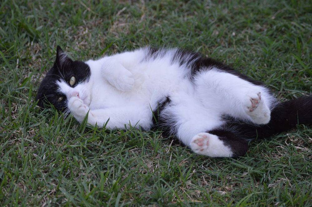 ilustrasi kucing hitam putih (pixabay.com/DC Allen)