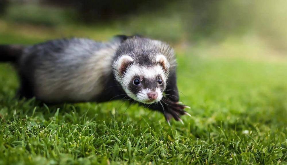 ilustrasi Chinese Ferret-Badger (kidadl.com)