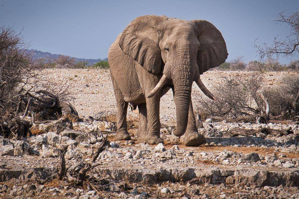 Taman Nasional Etosha (pixabay.com/jbauer-fotographie)