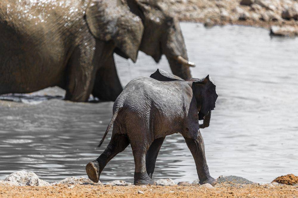 Taman Nasional Etosha (pixabay.com/Pfüderi)