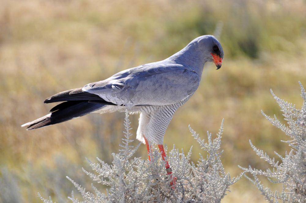 Taman Nasional Etosha (pixabay.com/katja)