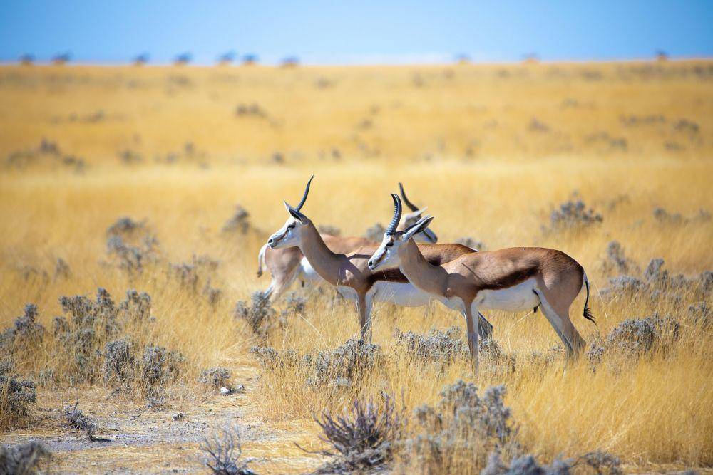 Taman Nasional Etosha (pixabay.com/Pfüderi)