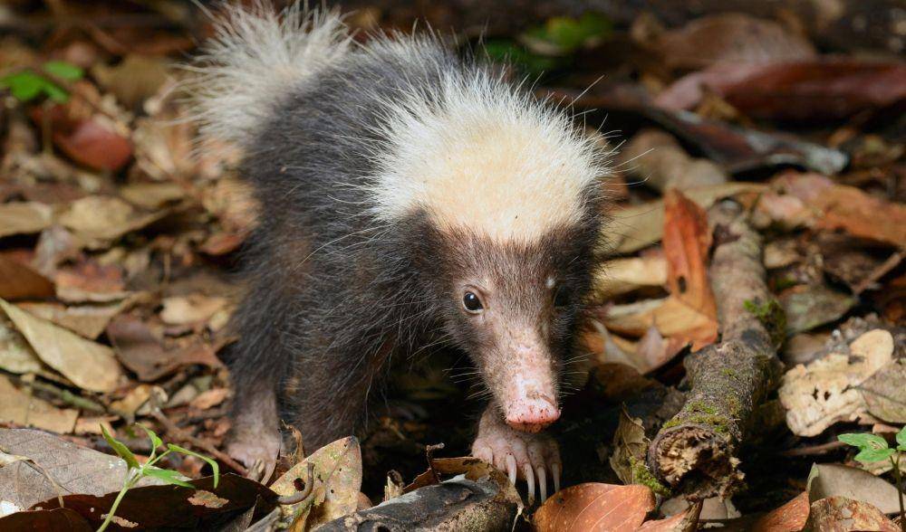 ilustrasi stink badger (australiangeographic.com.au)