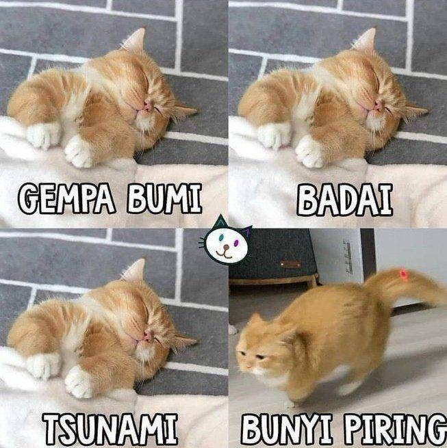 kucing tidur lelap (twitter.com/@kochengfs)
