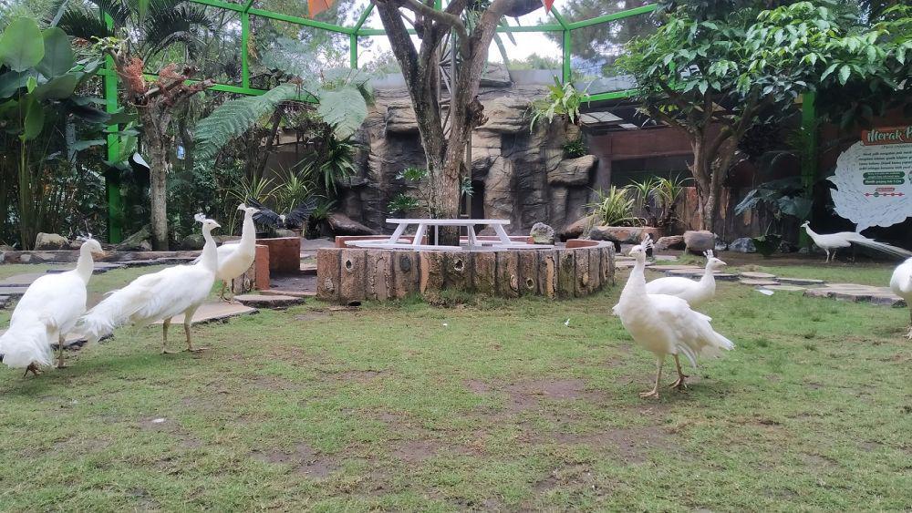 8 Wahana Baru di Eco Green Park Kota Batu