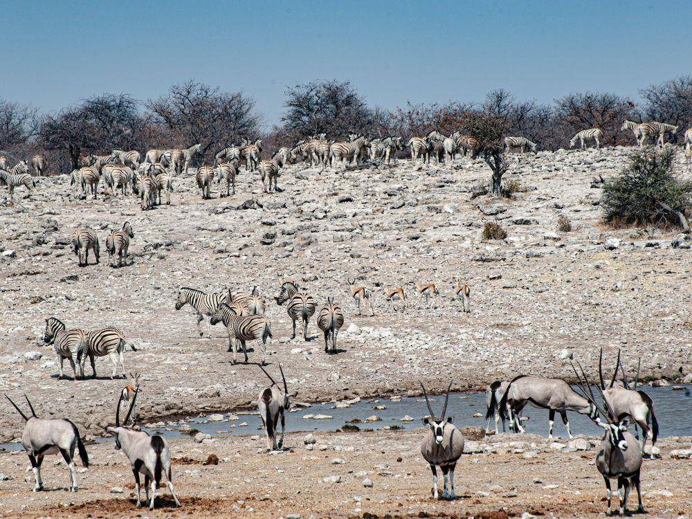 Taman Nasional Etosha (unsplash.com/katsuma tanaka)