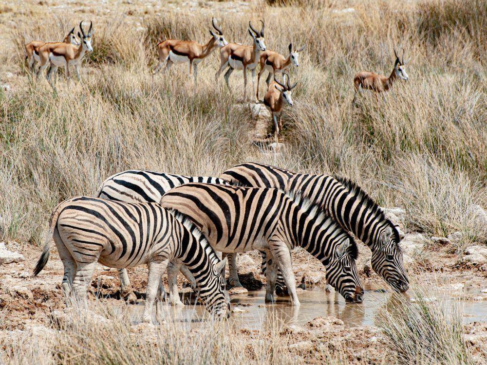 Taman Nasional Etosha (unsplash.com/katsuma tanaka)