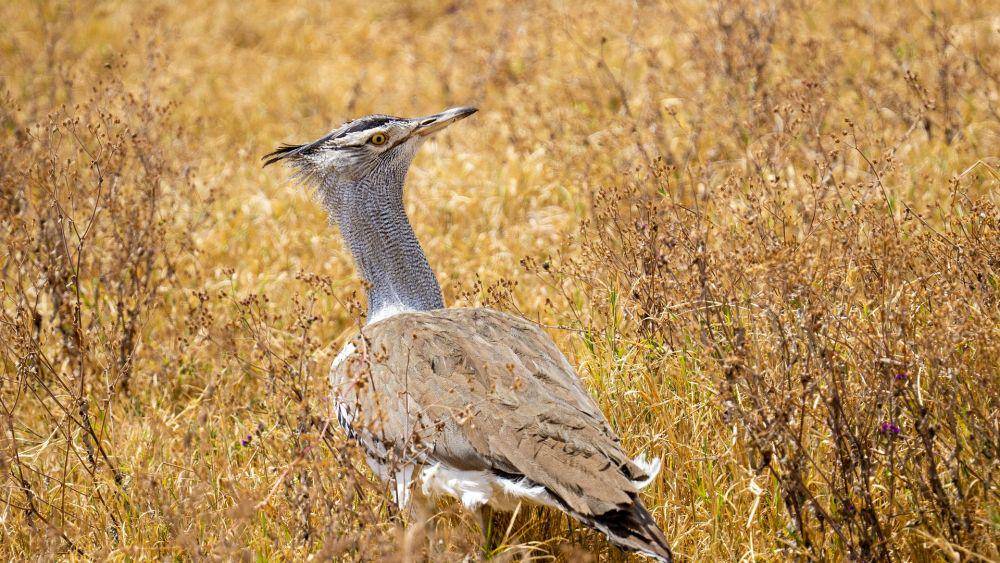 Burung Kori Bustard (pixabay.com/Jürgen_Bierlein)