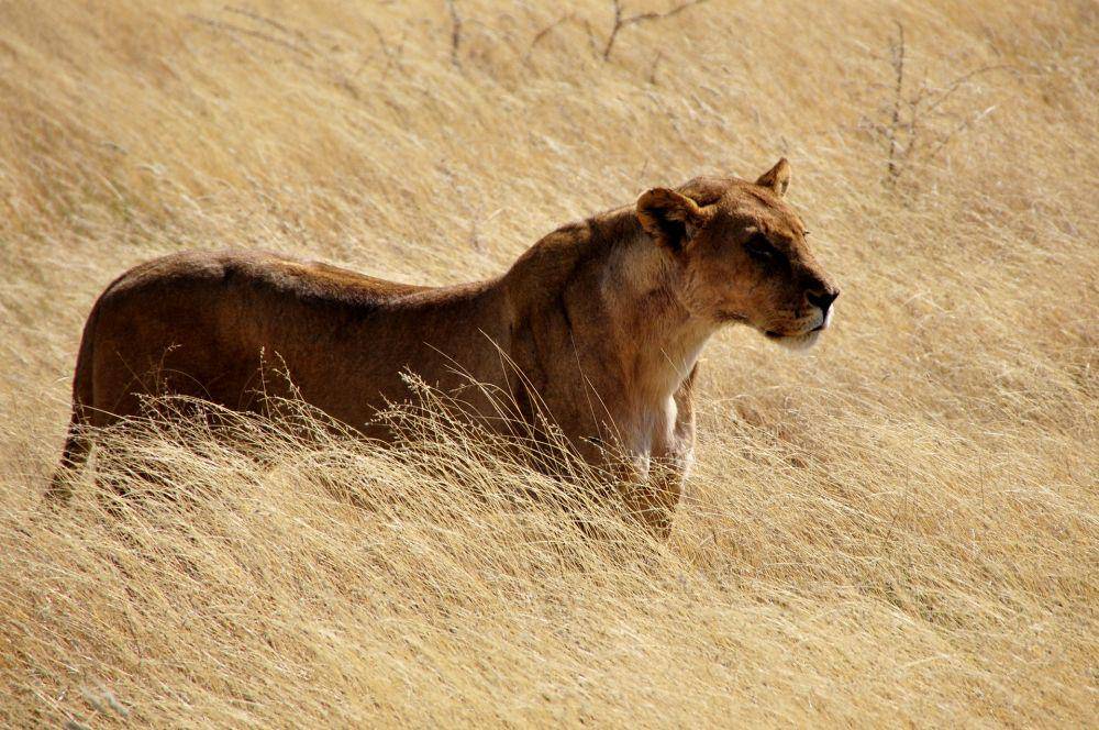 Taman Nasional Etosha (pixabay.com/katja)