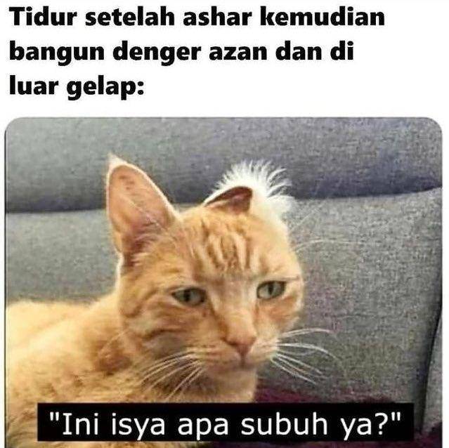 kucing masih mengantuk (twitter.com/Maream Imara)