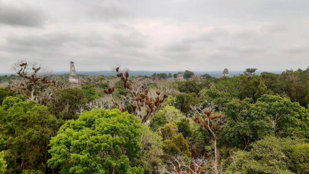Tikal (unsplash.com/Stefan Meier)
