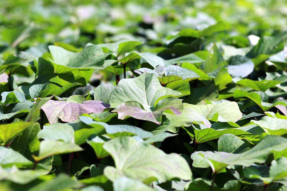 ilustrasi daun ubi jalar (pixabay.com/manseok Kim)