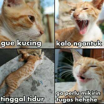 kucing bebas tugas (twitter.com/Meme Comic Medan)