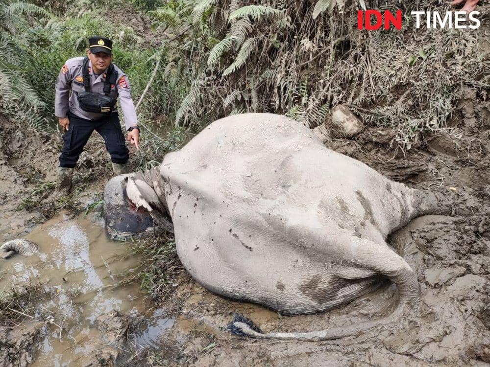 Lilik, gajah jinak ditemukan mati di CRU Serbajadi, Kabupaten Aceh Timur. (Dokumentasi BKSDA Aceh untuk IDN Times)