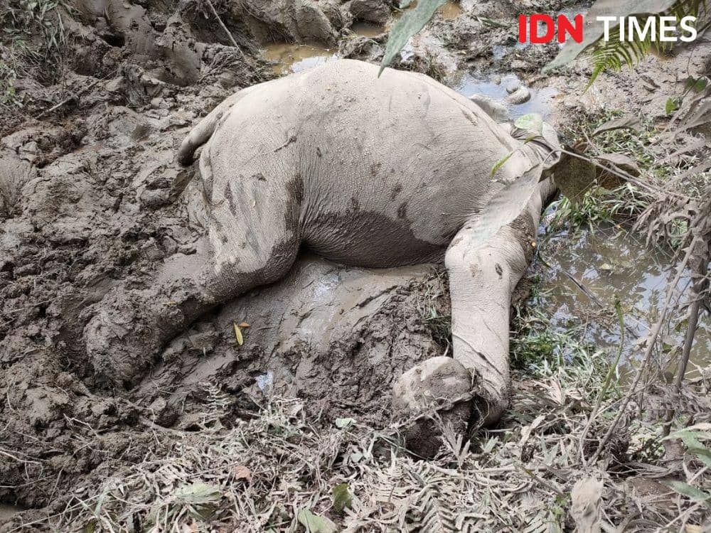 Lilik, gajah jinak ditemukan mati di CRU Serbajadi, Kabupaten Aceh Timur. (Dokumentasi BKSDA Aceh untuk IDN Times)