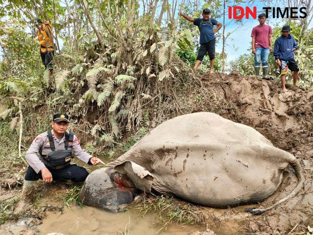 Gajah Jinak Ditemukan Mati di Kawasan CRU Serbajadi