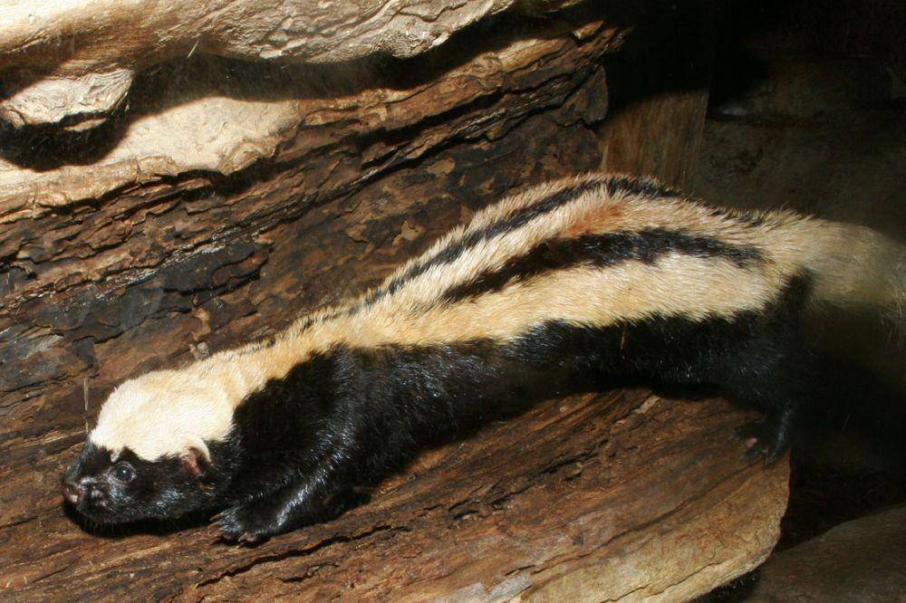 ilustrasi African striped weasel (commons.wikimedia.org)