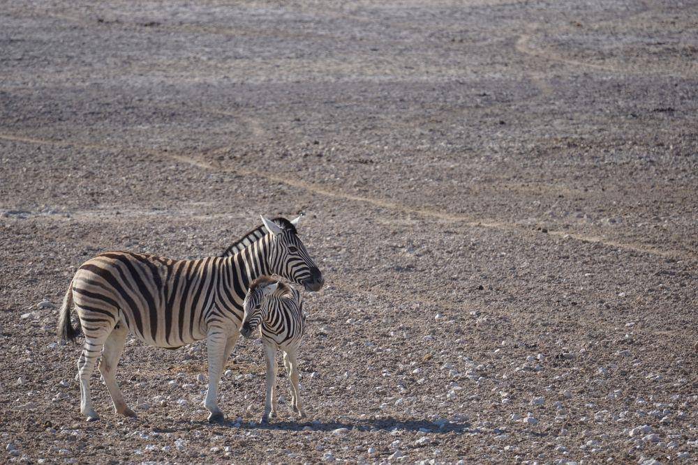 Taman Nasional Etosha (pixabay.com/Jürgen_Bierlein)