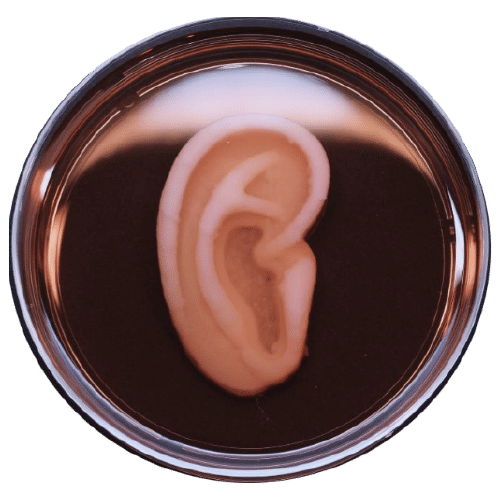 AuriNovo, cetakan telinga luar 3D oleh 3DBio Therapeutics (3dprintingindustry.com)