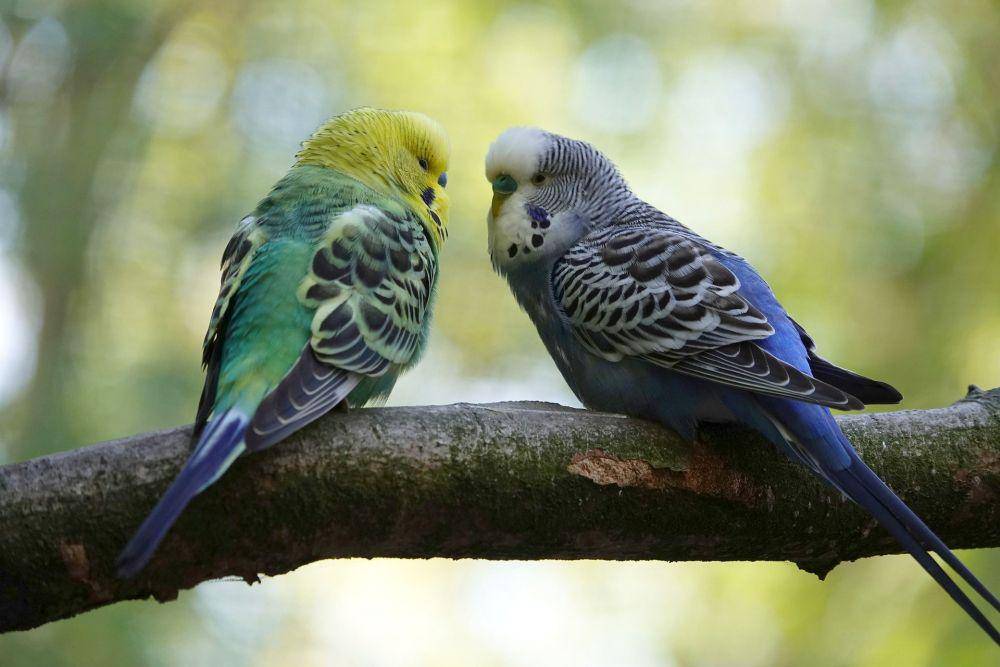 ilustrasi burung parkit (pixabay.com/Uschi_Du)