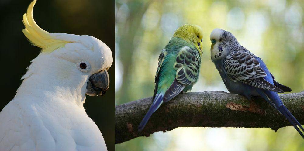ilustrasi burung kakaktua dan parkit (pixabay.com/Magnascan | Uschi_Du)