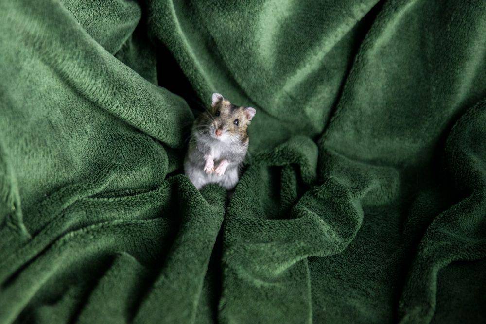 memahami tingkah laku hamster (https://unsplash.com/@frenjaminbenklin)