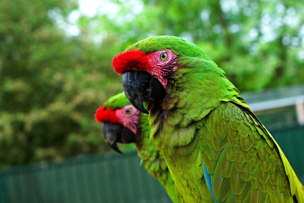 ilustrasi burung Hyacinth Macaw (pixabay.com/Nottmpictures)