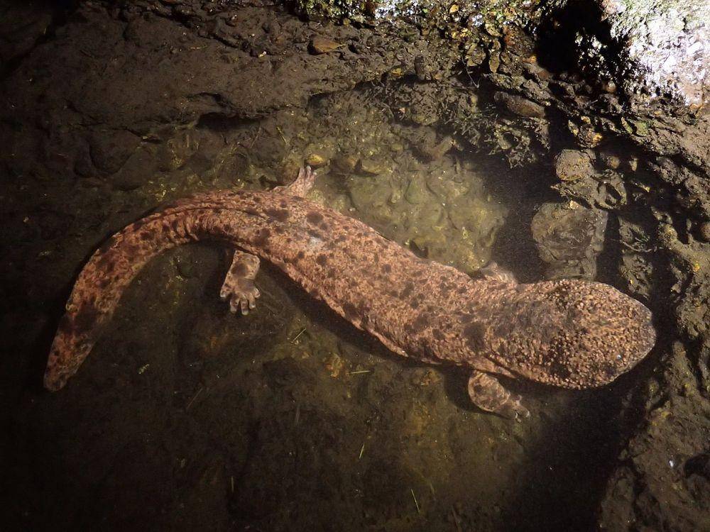 Wikimedia Commons/Salamandra2021