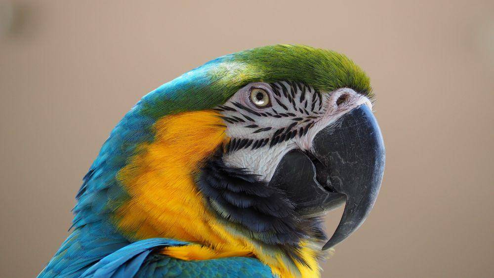 ilustrasi blue and gold Macaw (pixabay.com/JakeWilliamHeckey)