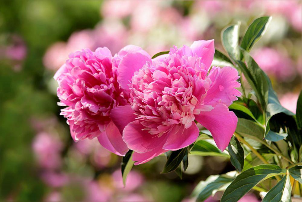 5 Fakta Bunga Peony, Bunga yang Punya Banyak Manfaat untuk Kesehatan