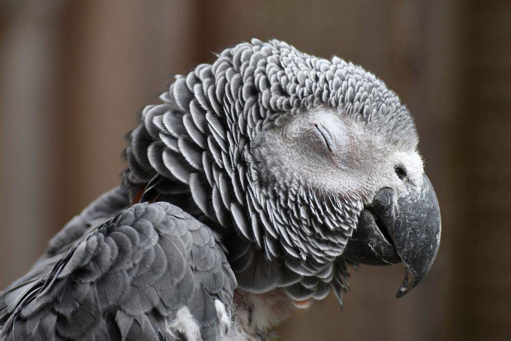 ilustrasi African Gray Macaw (pixabay.com/RLLESLIE)