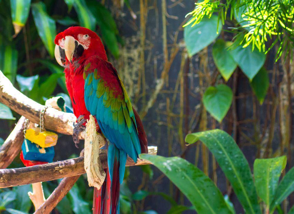 ilustrasi Green-Wing Macaws (pixabay.com/anovva)