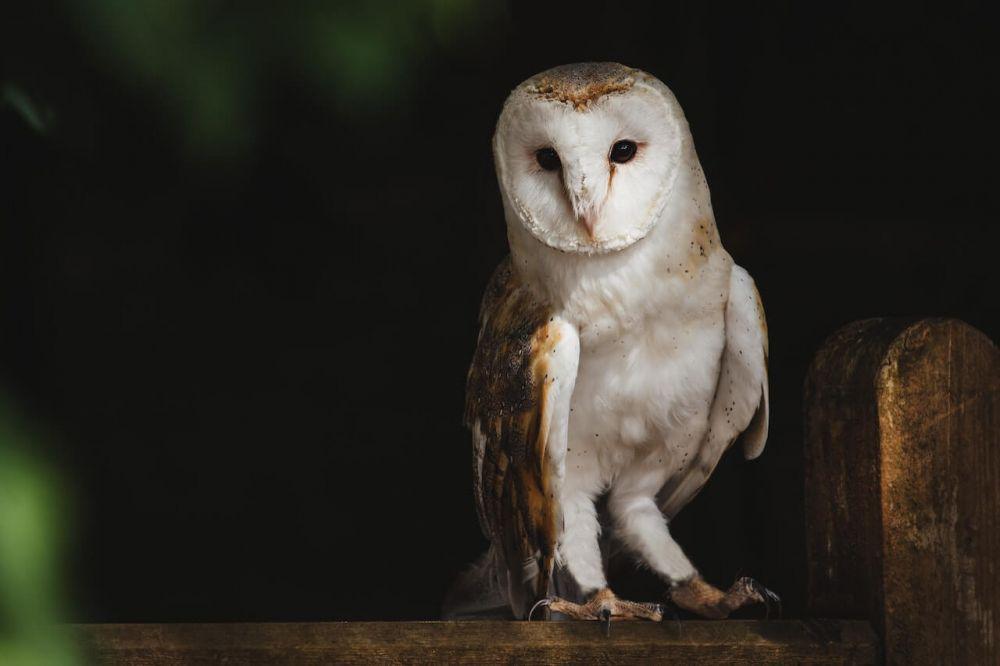 5 Suara Burung Hantu saat Malam Hari, Punya Tujuan Tertentu