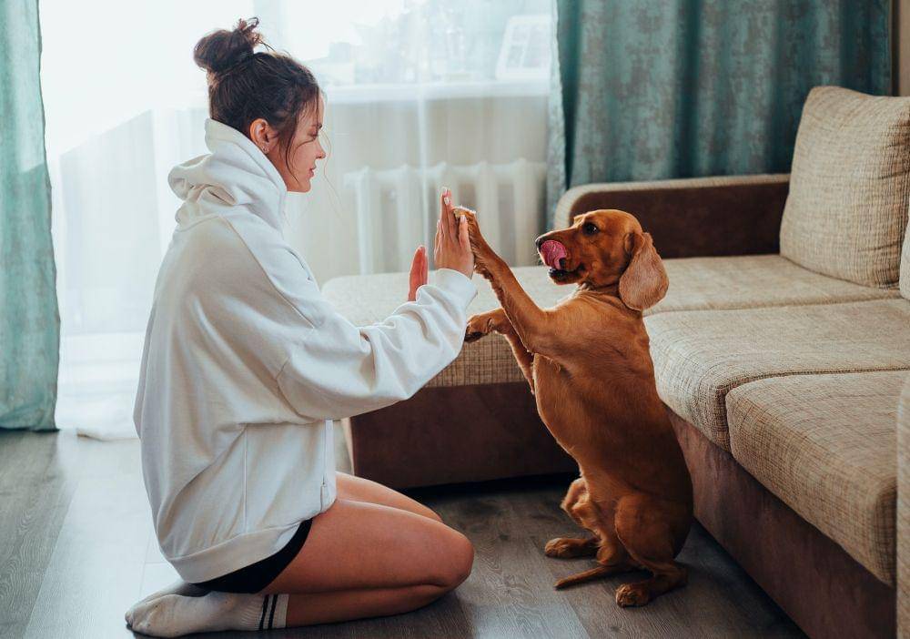 ilustrasi bermain bersama anjing (pexels.com/Ivan Babydov)