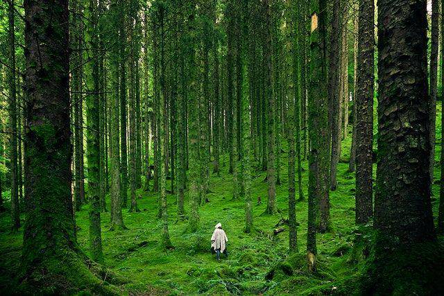 ilustrasi warna hijau di hutan (pexels.com/Luis del Río)
