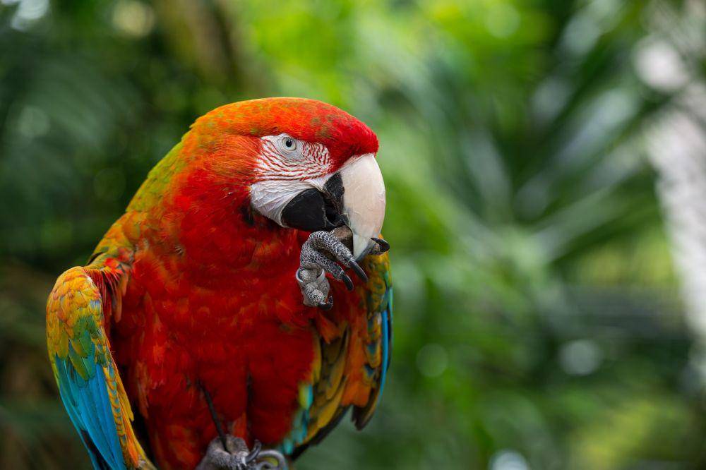 ilustrasi burung Scarlet Macaw (pixabay.com/BeckyTregear)