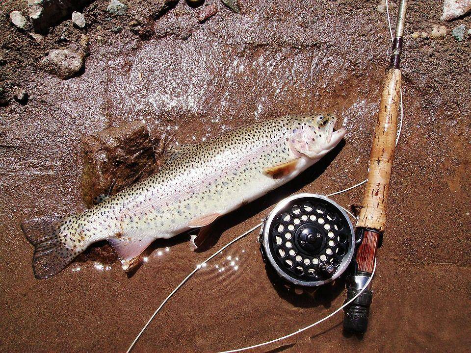 ilustrasi memancing ikan (pixabay.com/egustavog0)
