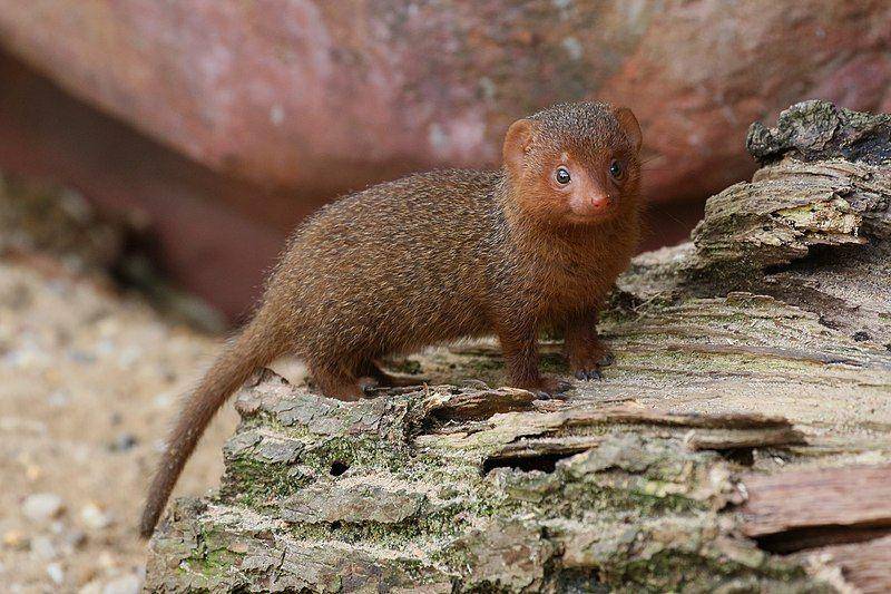 anak dwarf mongoose atau garangan kerdil (commons.wikimedia.org/zoofanatic)