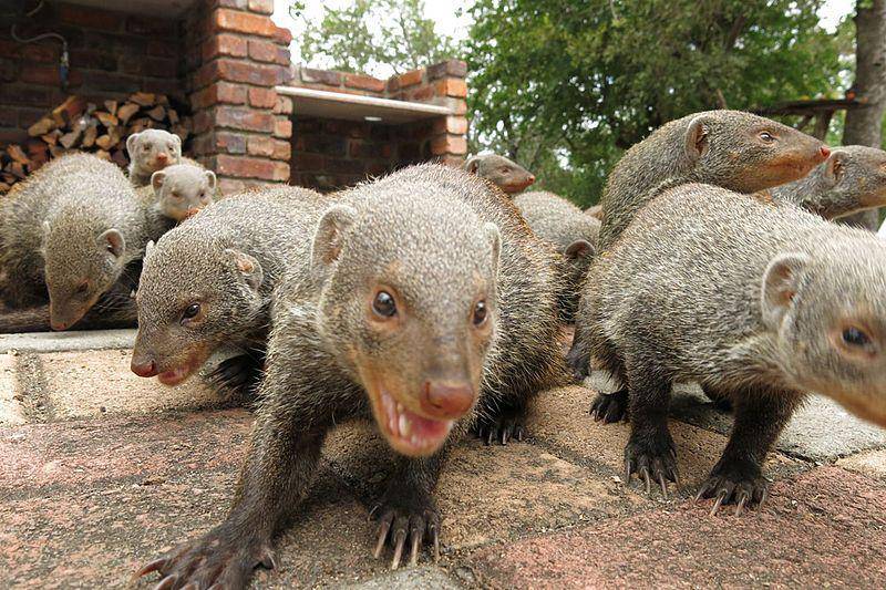 kawanan banded mongoose atau garangan bergaris di Afrika Selatan (commons.wikimedia.org/Ryanvanhuyssteen)