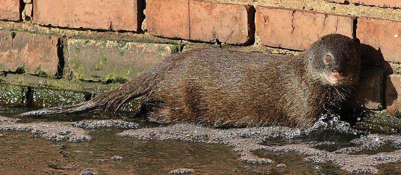 marsh mongoose, jenis garangan yang hidup di rawa-rawa dan sepanjang sungai (commons.wikimedia.org/Derek Keats)