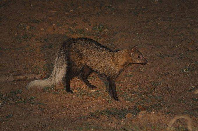 white-tailed mongoose di Zambia (commons.wikimedia.org/MCSchaeffer)