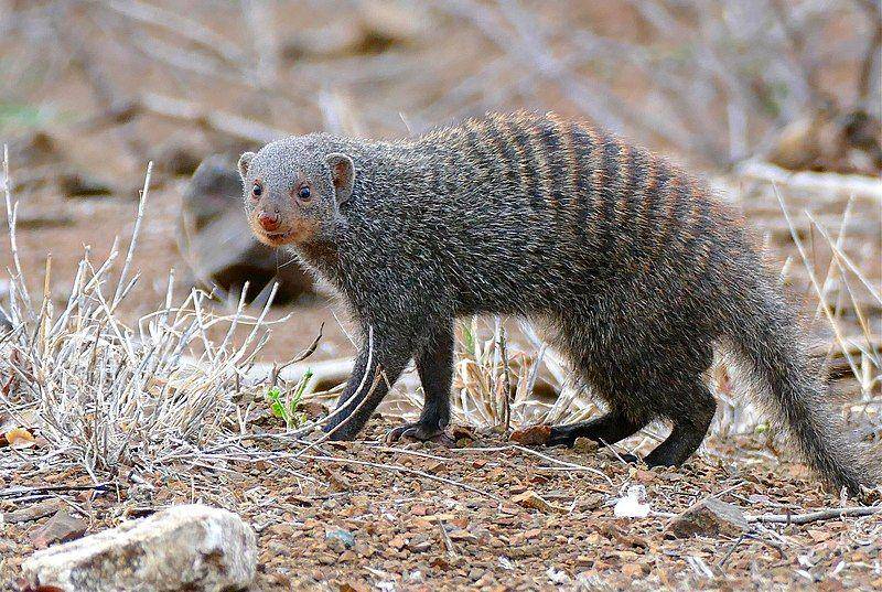 spesies banded mongoose atau garangan bergaris yang hidup di Afrika (commons.wikimedia.org/Bernard DUPONT)