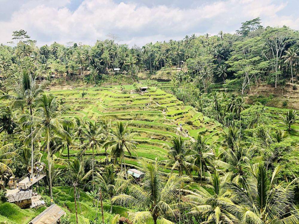 Tegalalang Rice Terrace, Bali (wikimedia.org)