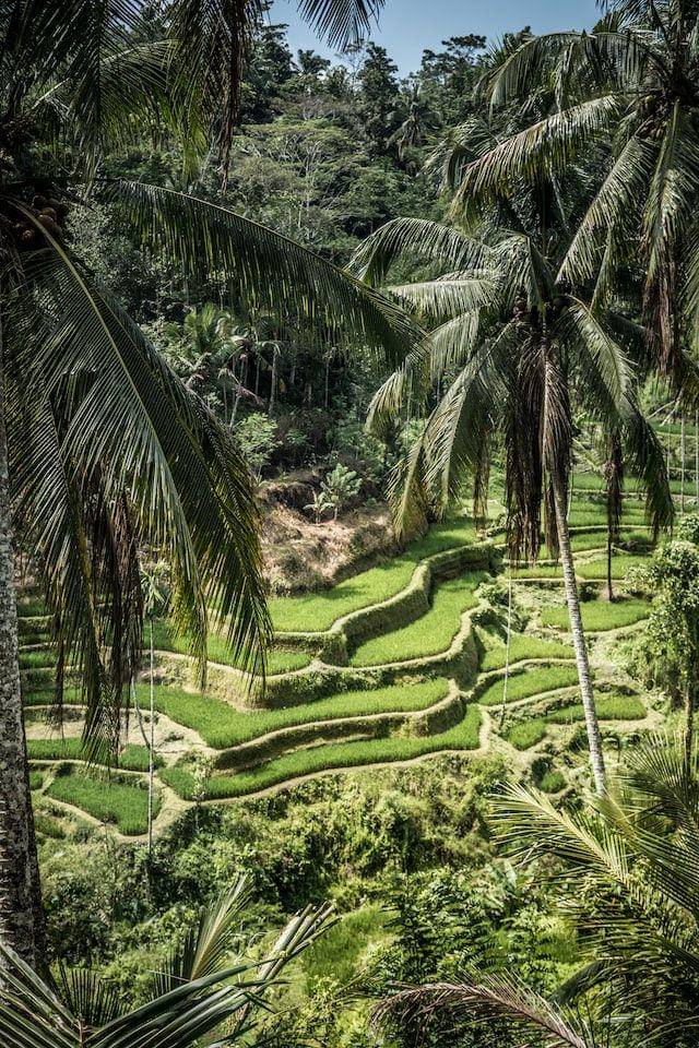Tegalalang Rice Terrace, Bali (unsplash.com/Bernard Hermant)