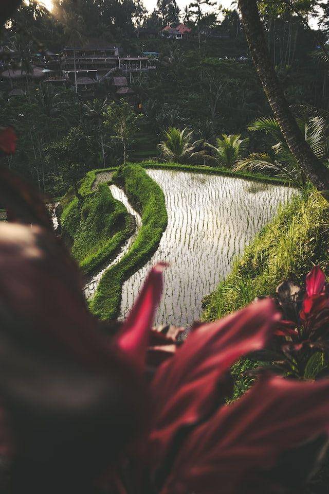 Tegalalang Rice Terrace, Bali (unsplash.com/Daniele Salutari)