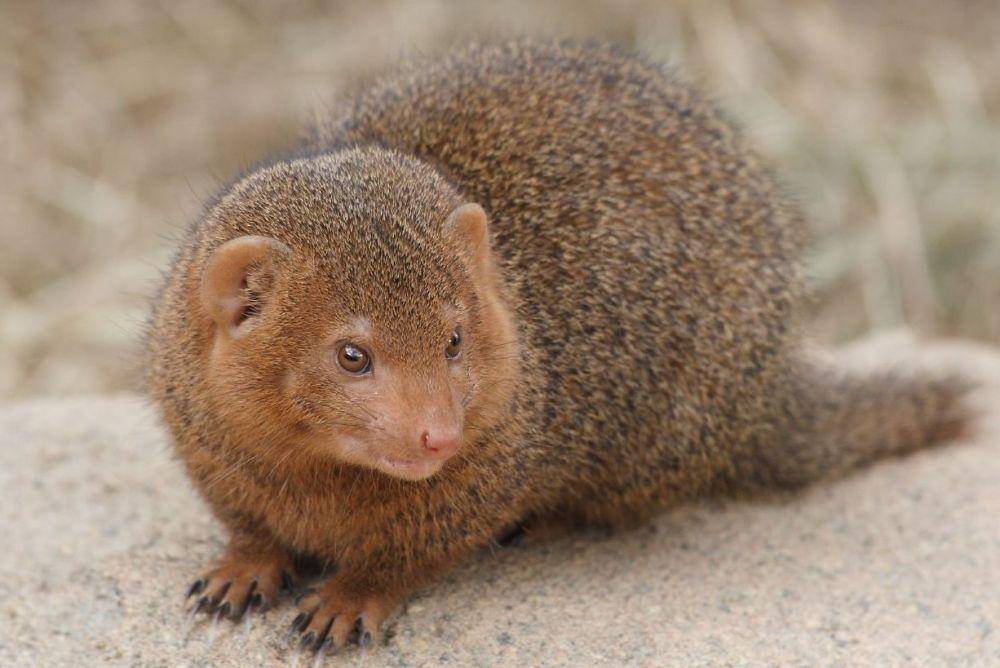 dwarf mongoose atau garangan kerdil di Kebun Binatang Korkeasaari, Finlandia (commons.wikimedia.org/Miika Silfverberg)