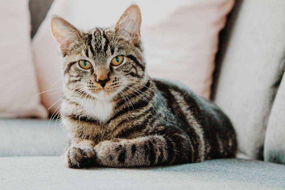 Pengobatan otitis (https://unsplash.com/@ejleusink)